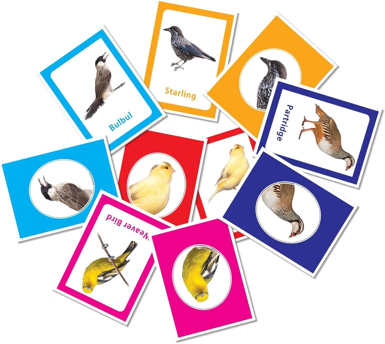 32 Pcs Birds Themed Preschool Learning Flashcards for Boys and Girls