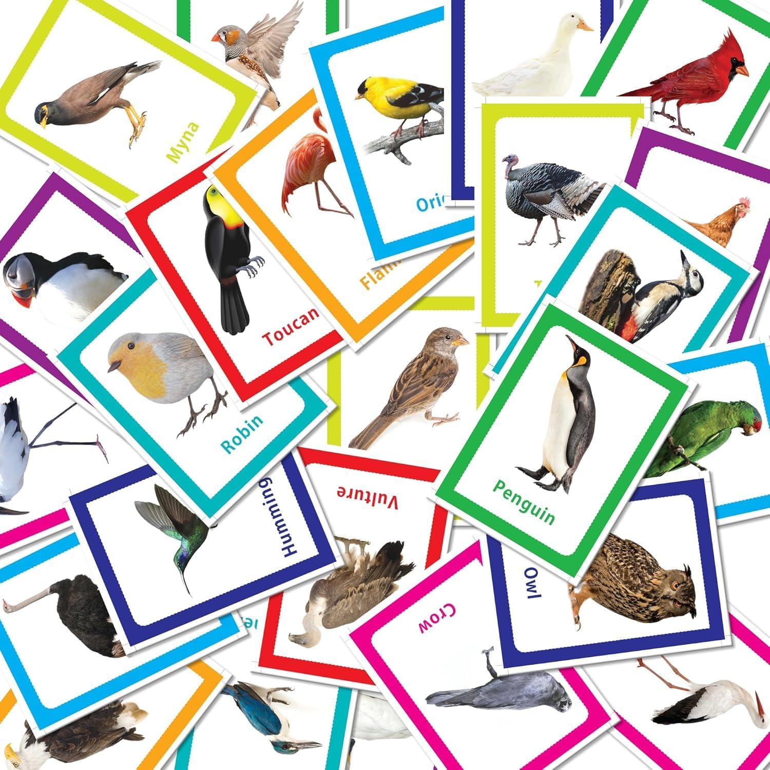 32 Pcs Birds Themed Preschool Learning Flashcards for Boys and Girls